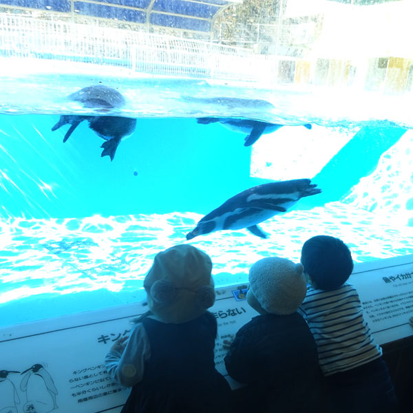 動物園の泳ぐペンギンを見る園児たち