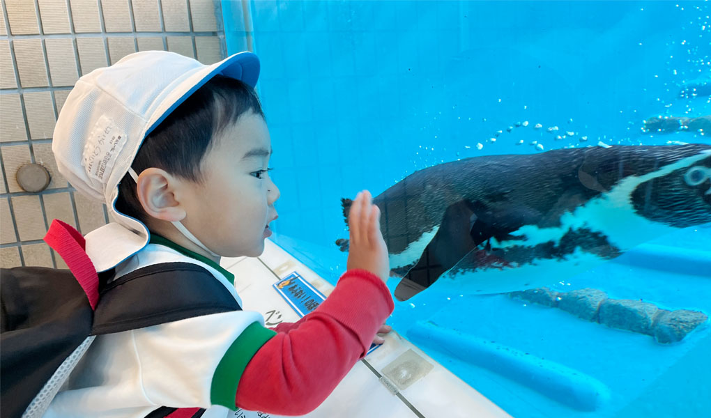 動物園の泳ぐペンギンを見る園児