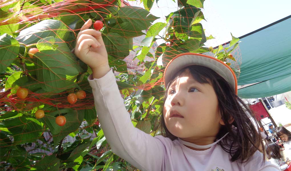 さくらんぼを収穫する園児